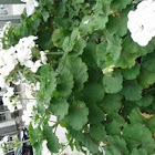 White flower