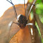 Harvestman