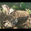 Osprey chicks