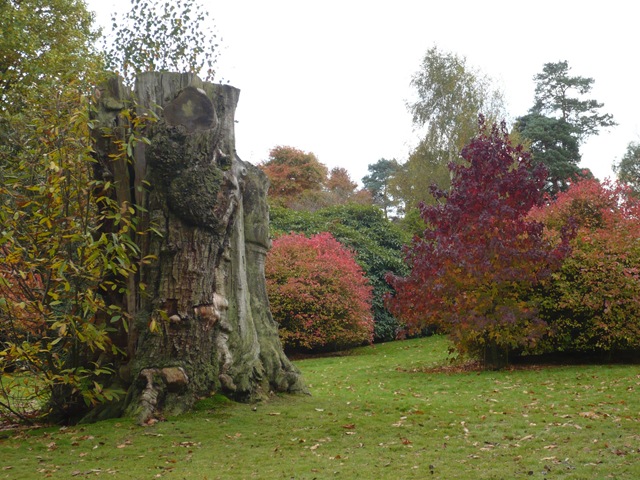 [dead cropped tree colourful[4].jpg]