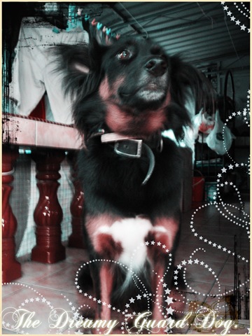 [dreamy guard dog[3].jpg]