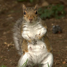 Grey Squirrel