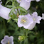 Light Purple Flower