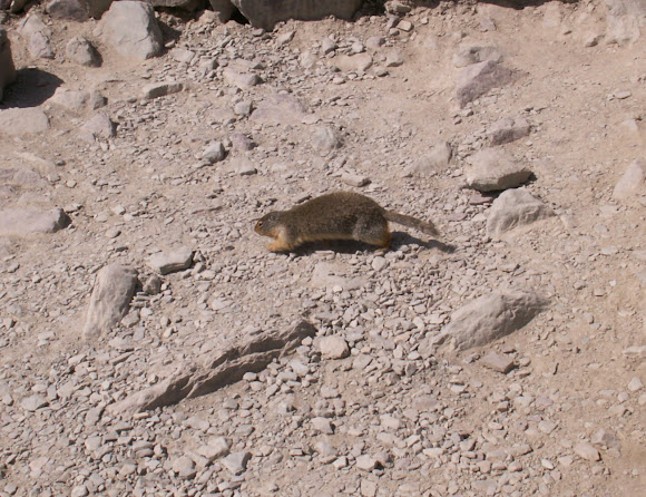 Spotting Image 1