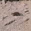 yellow bellied marmot