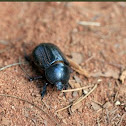 Scarab Beetle