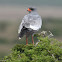 Pale Chanting Goshawk