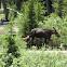 Moose