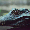 Cuvier's Dwarf Caiman