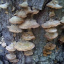 Trichaptum Biforme