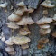 Trichaptum Biforme