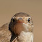 Eurasian reed warbler