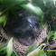 Yellow Vented Bulbul