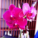 Pink Orchid