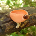 Cookeina tricholoma
