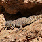 Ornate Dabb Lizard (Female)