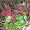 Poison Oak