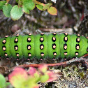Emperor moth caterpillar
