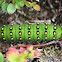 Emperor moth caterpillar