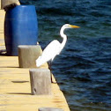 Great Egret