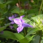 Wild Petunia