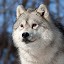by Rachel Bilodeau - Animals Other Mammals