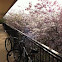 Cherry Blossom