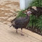 Wild Turkey
