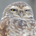 Burrowing Owl