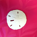 Sand Dollar