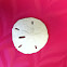 Sand Dollar