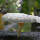 mushroom