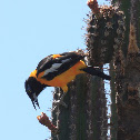 Troupial