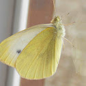 Cabbage White - ♀