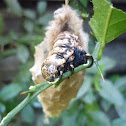 Bagworm