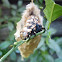 Bagworm