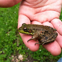 Green frog