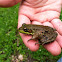 Green frog