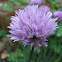 Chives