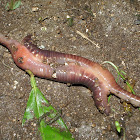 Earth Worm
