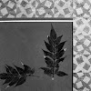 Leaf's composion