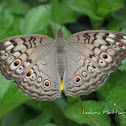 Grey Pansy
