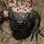 Gila Monster