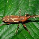 Straight-snouted weevil
