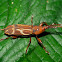 Straight-snouted weevil