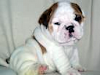 Perritos Del Bulldog Ingleses