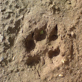Hond