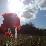 Klaproos, zon