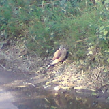 Gewonde uil