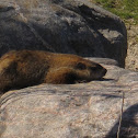 Groundhog